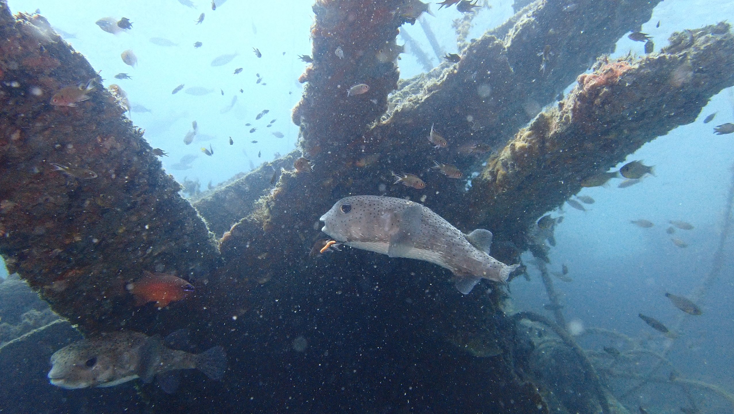 SAN CHOI WRECK photo 4