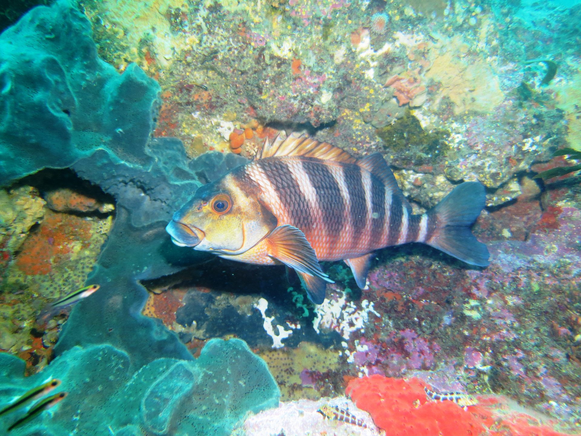Okorotere Island photo 3