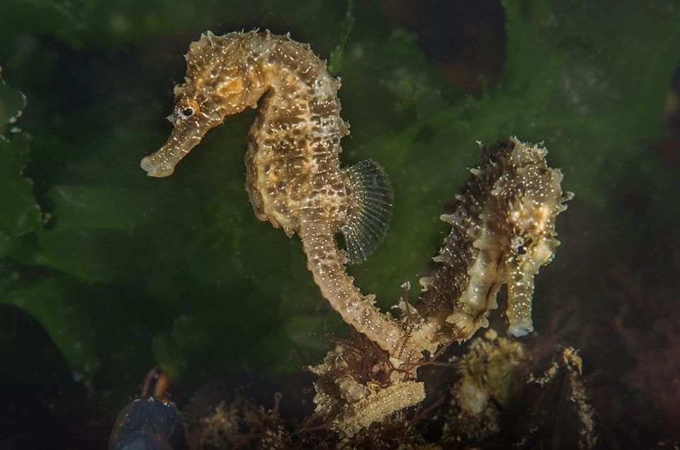 Seahorse Garden - Galata photo 3