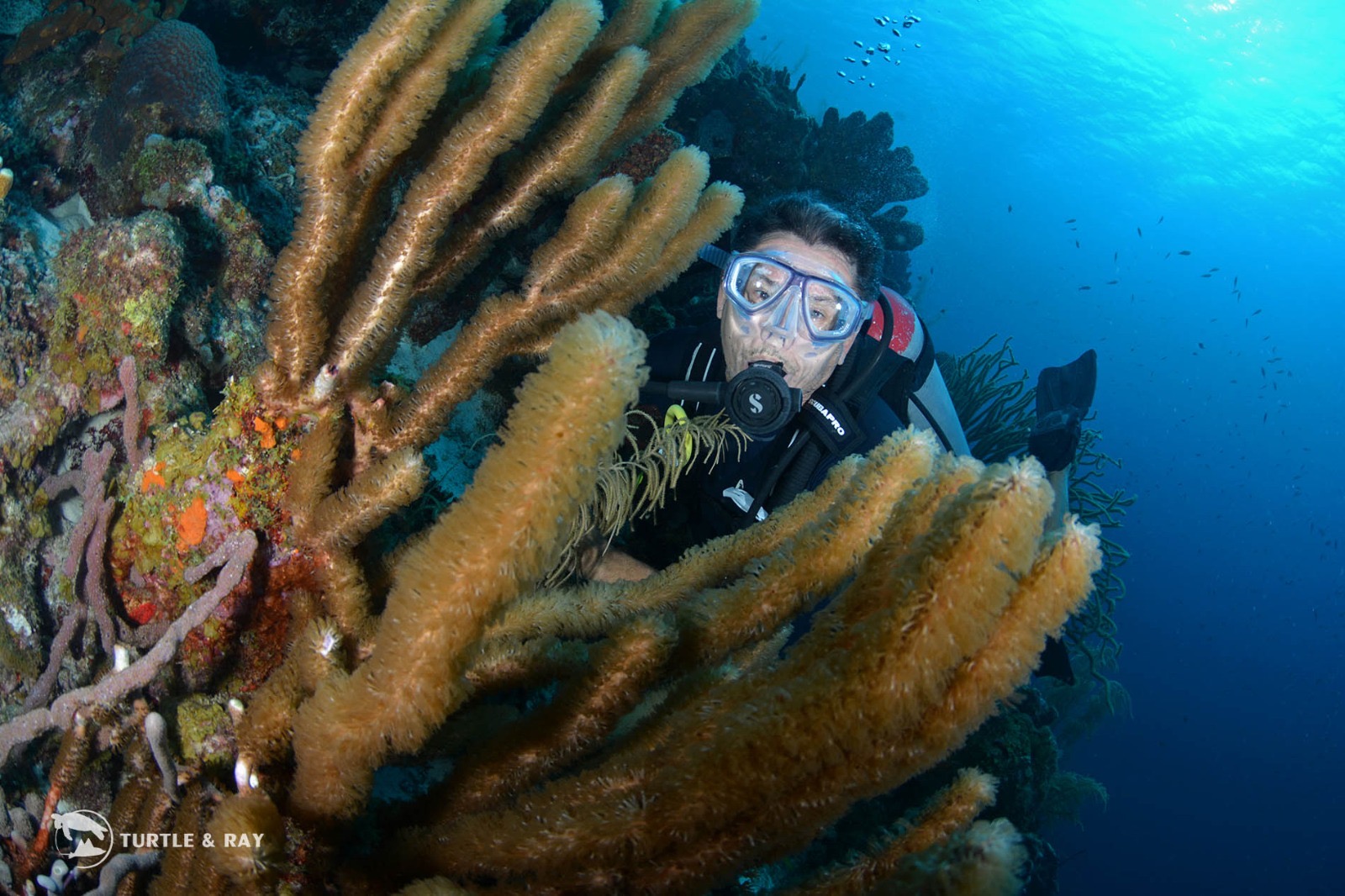 Barracuda Point photo 2
