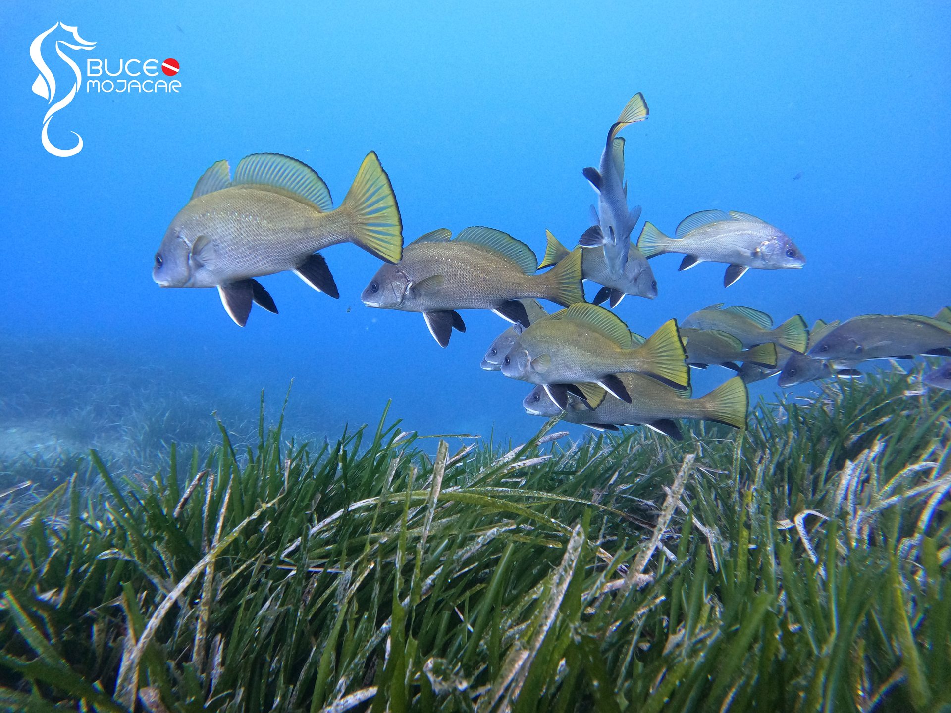 Acuario I photo 2