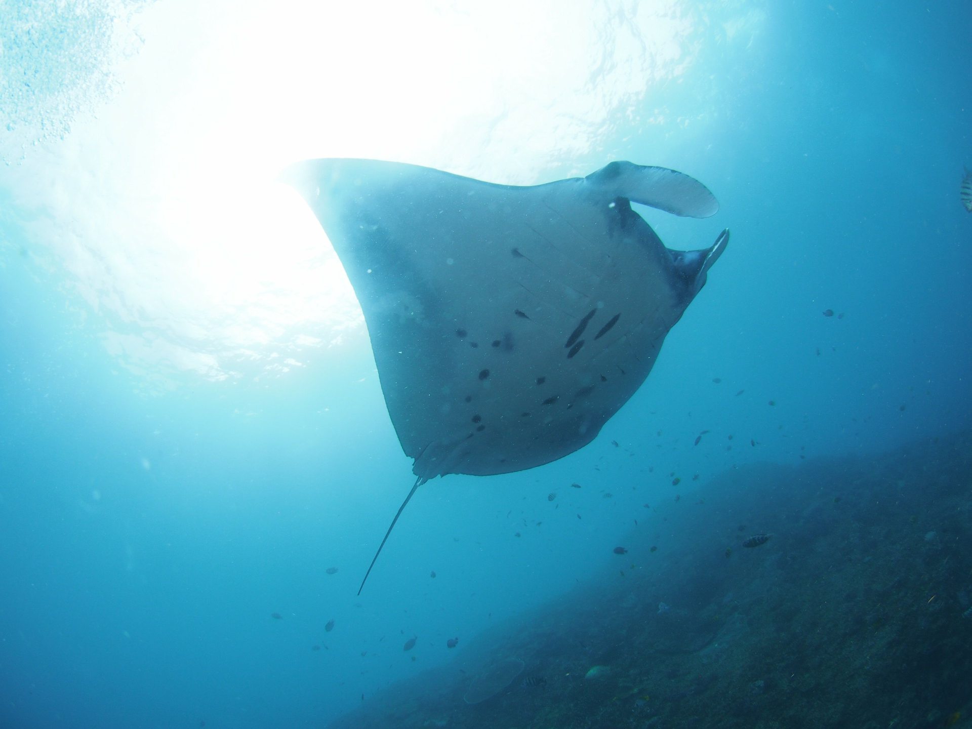 Manta Point photo 5