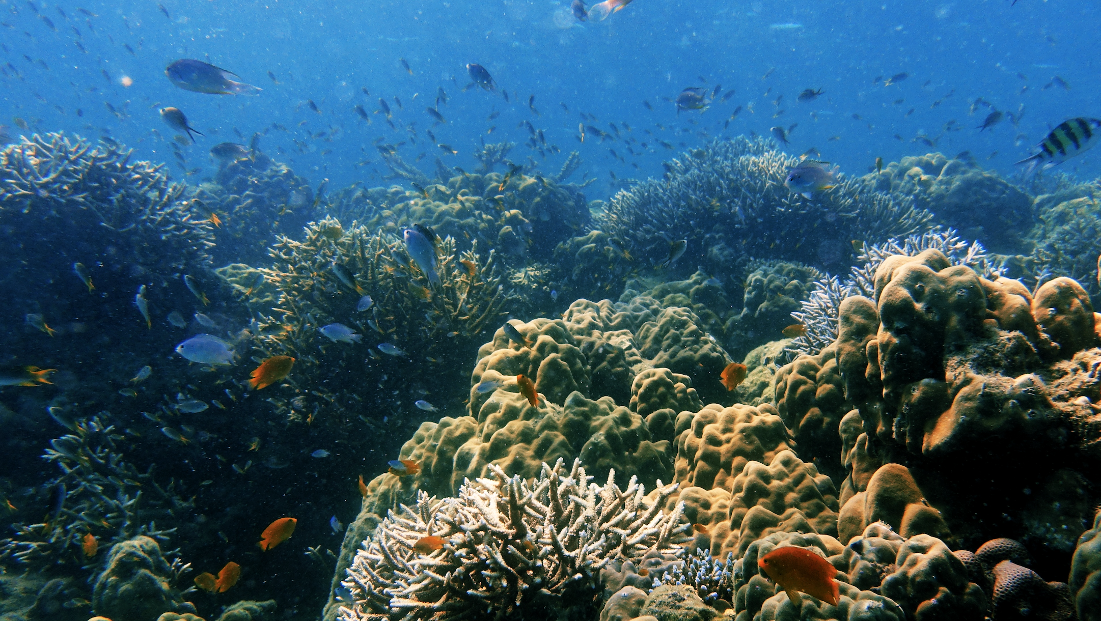 Aquarium photo 6