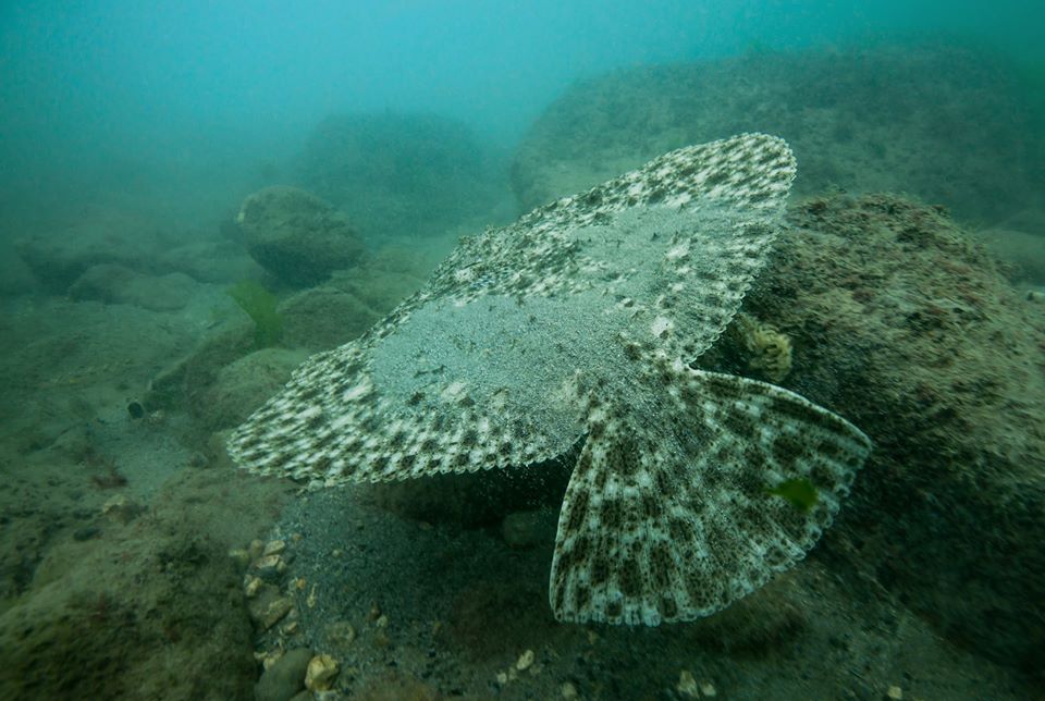 Stingray Station - Galata photo 4