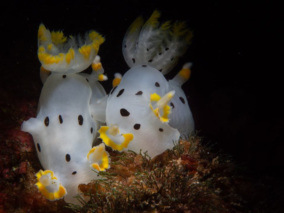 Mola Mola