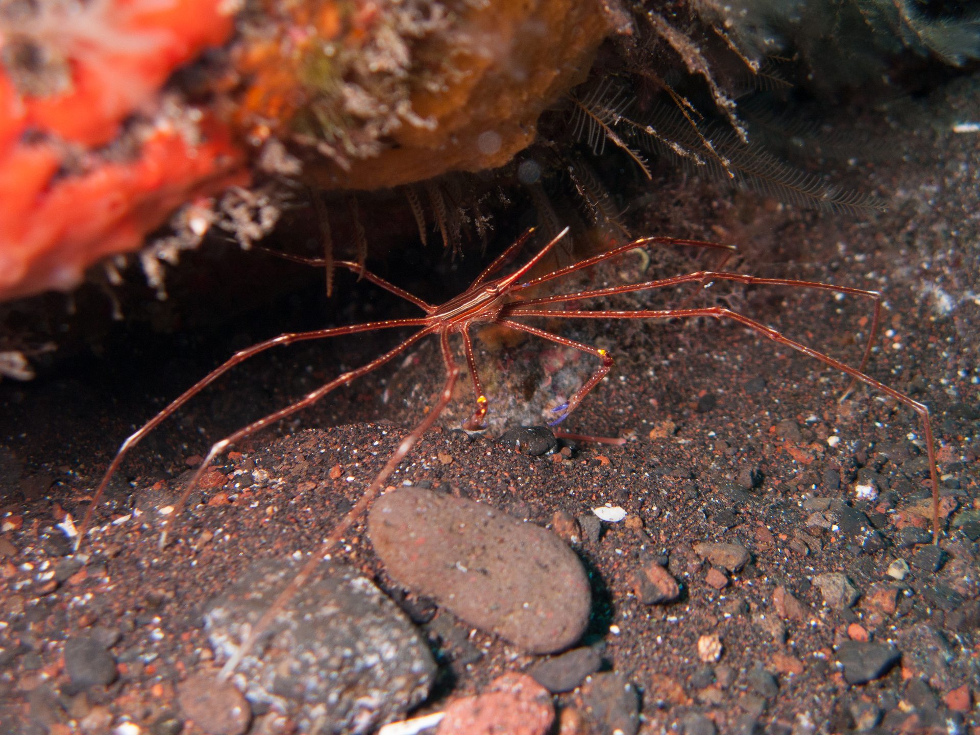 Baja Bocarones photo 5