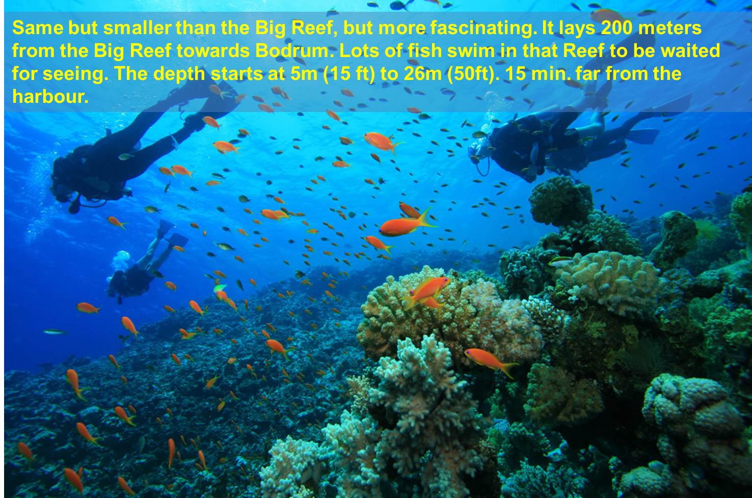 SMALL REEF