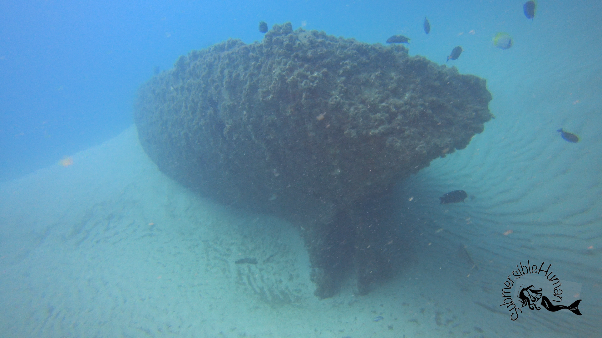 Curtin Artificial Reef - Moreton Bay