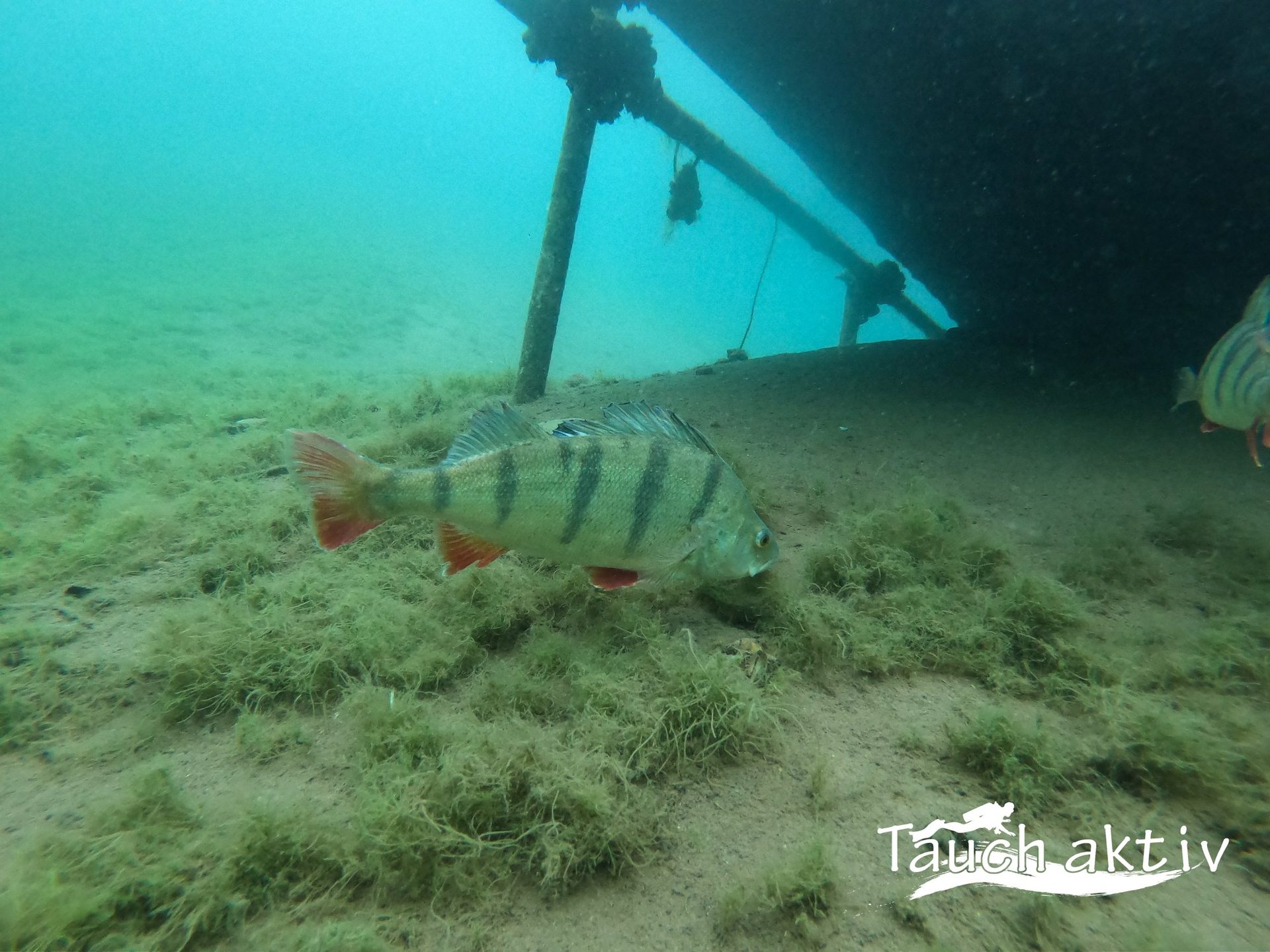 Murner See - Bucht photo 3