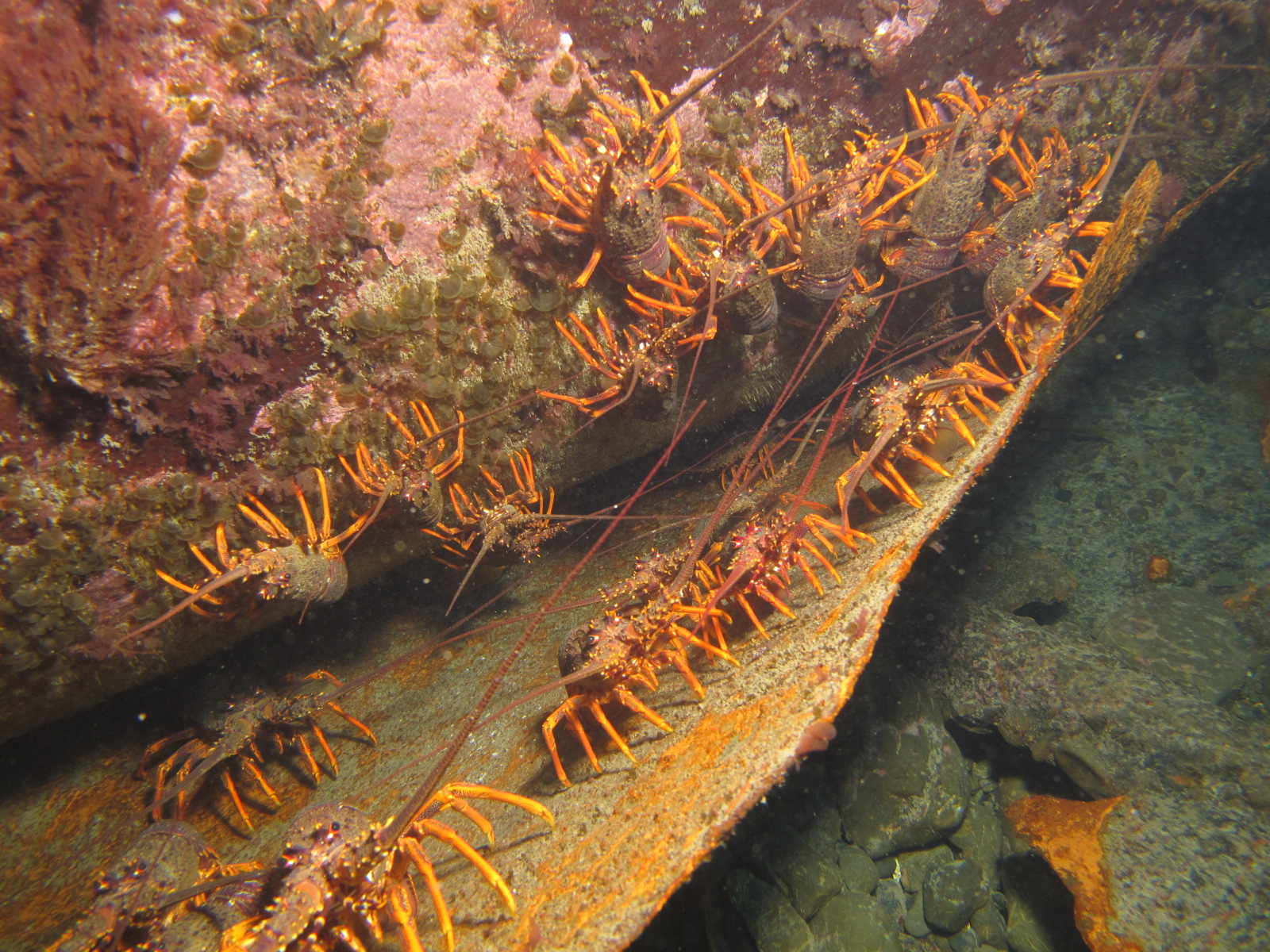 Owhiro Bay photo 2
