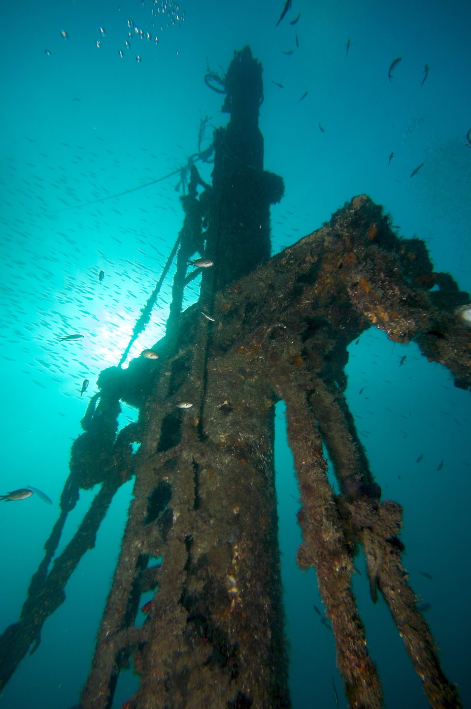 Shipwreck Peltastis photo 5