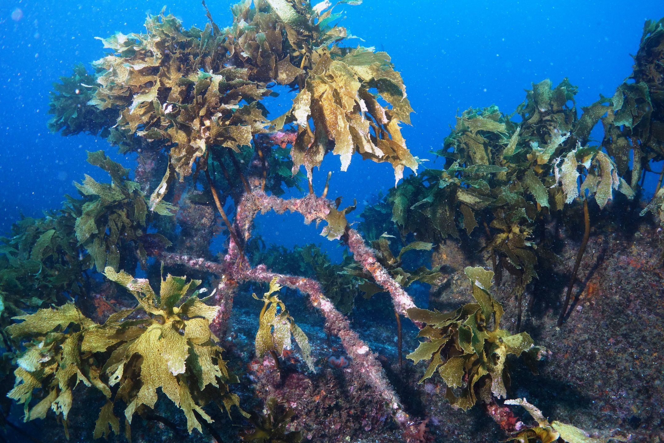 Rainbow Warrior Wreck photo 2