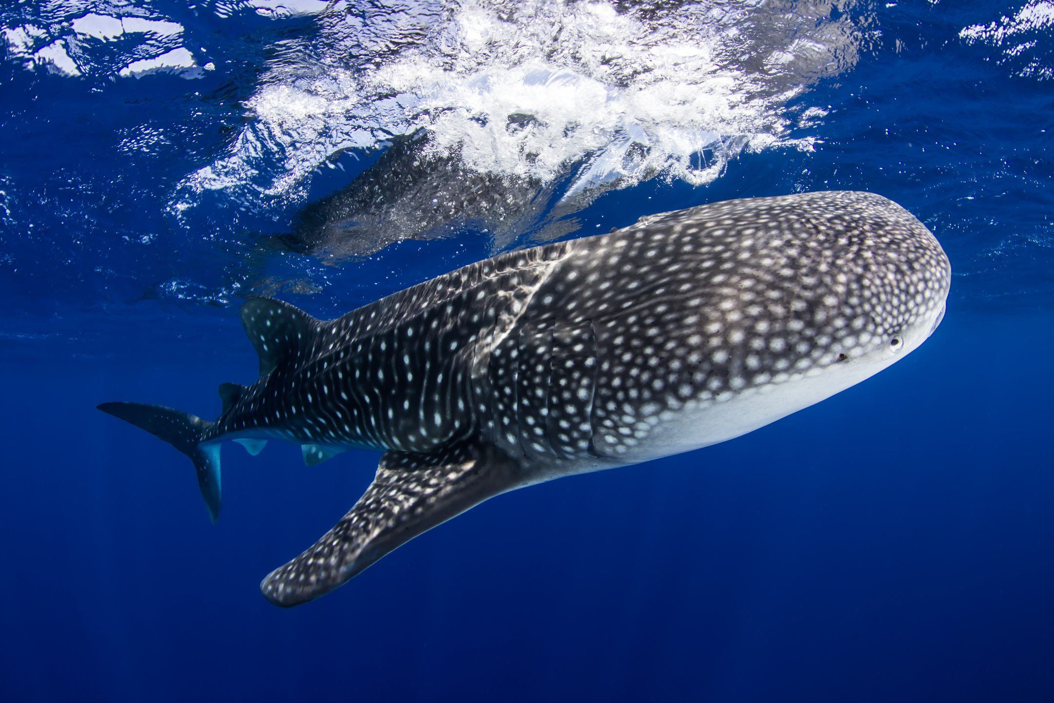 Shark Observatory - Ras Mohammed