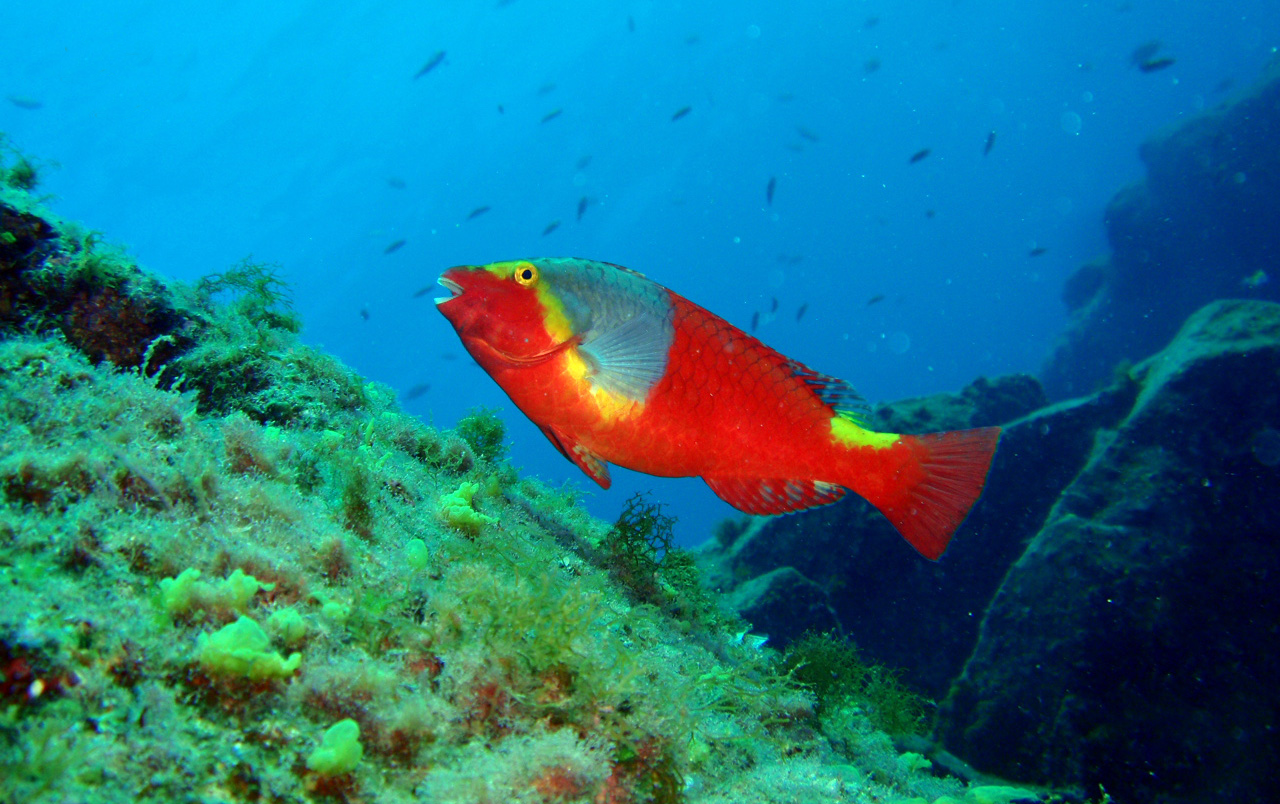 Guimar