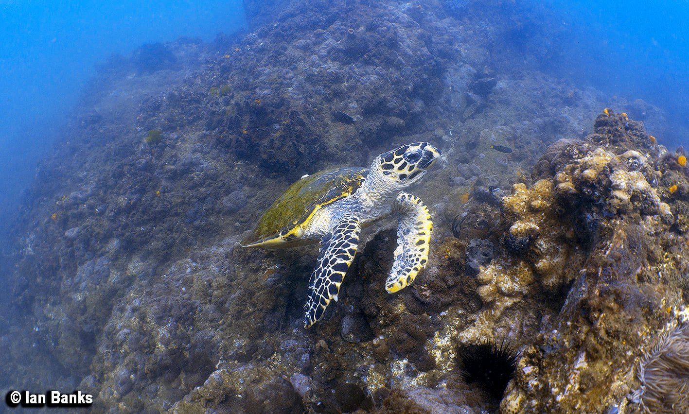 Palm Beach Reef photo 2
