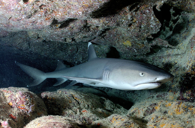 Sharks Cave photo 2