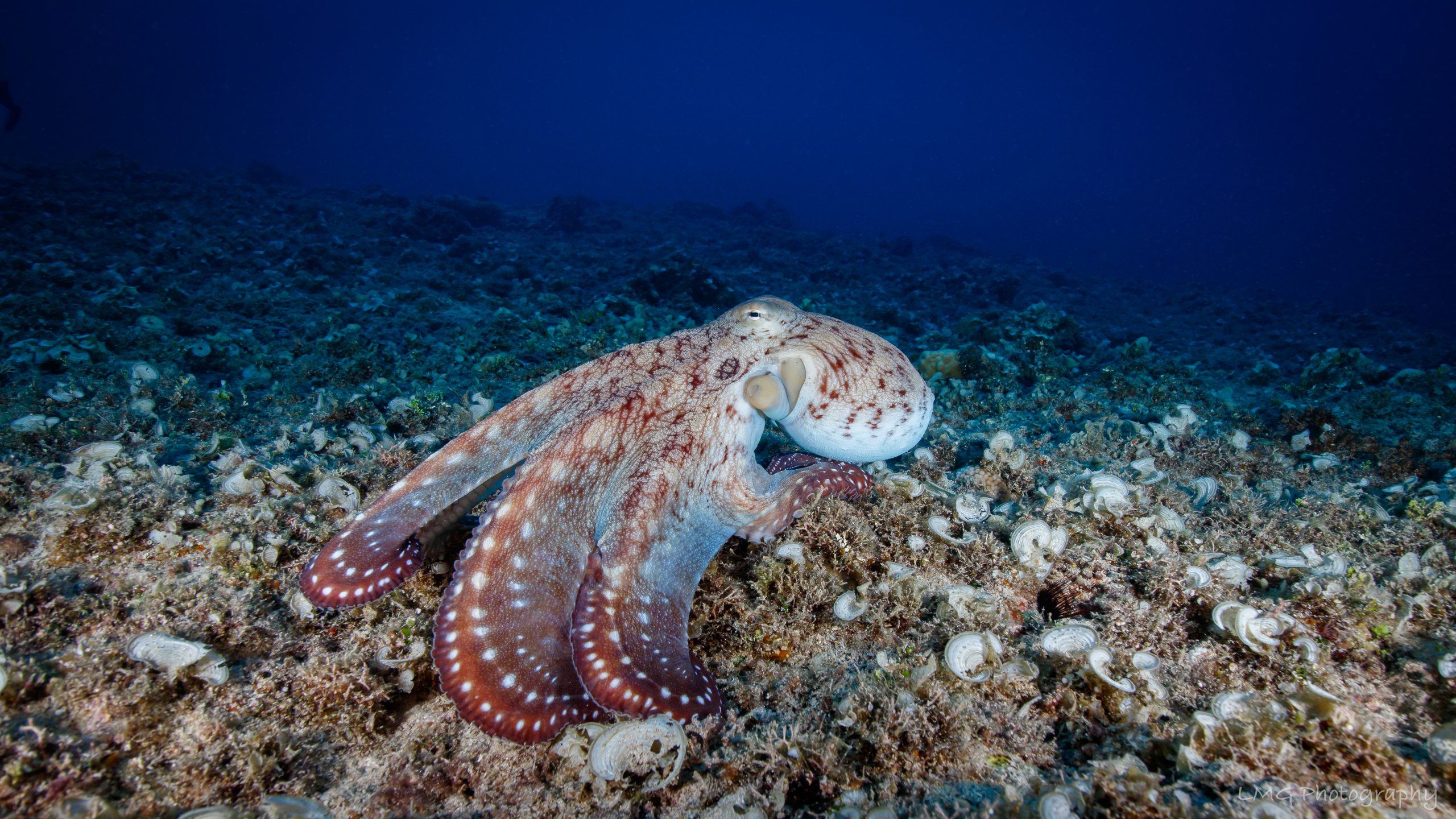 Octopus Reef photo 2