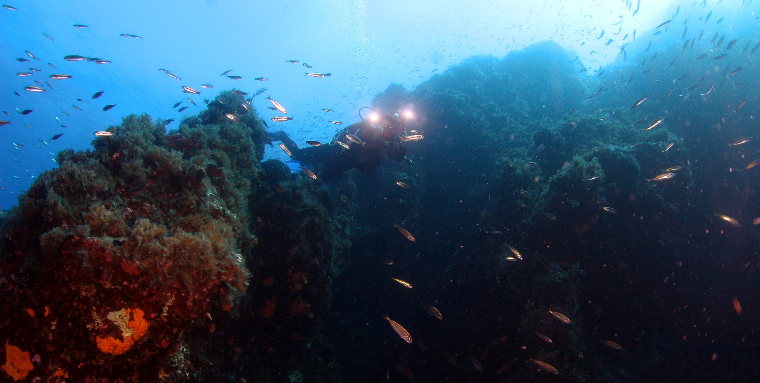 Pachia reef photo 5