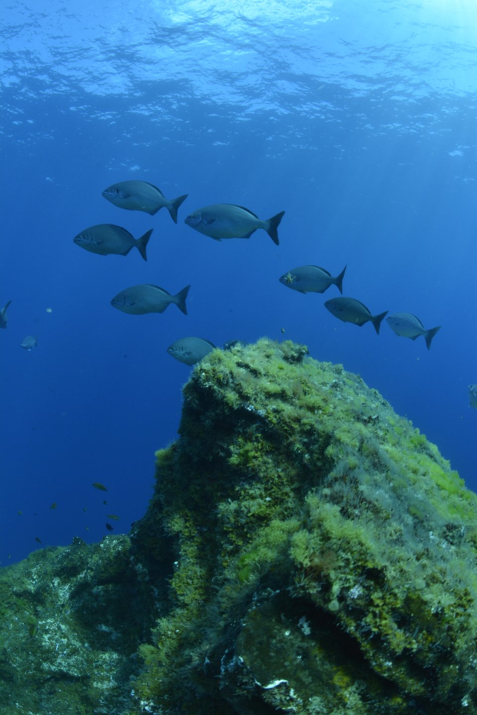 Baja Bocarones photo 4