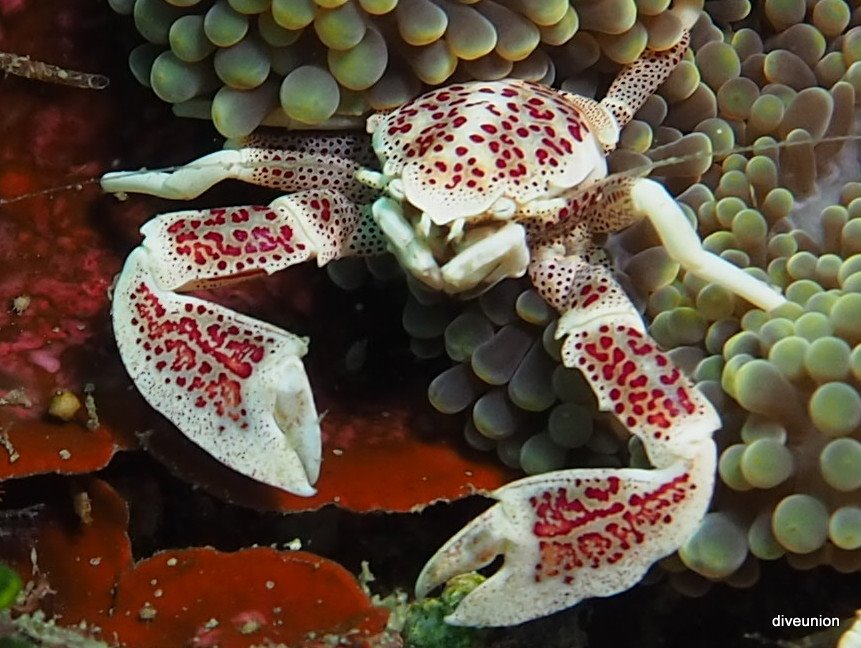 Lingsat Marine Protected Area (LMPA)