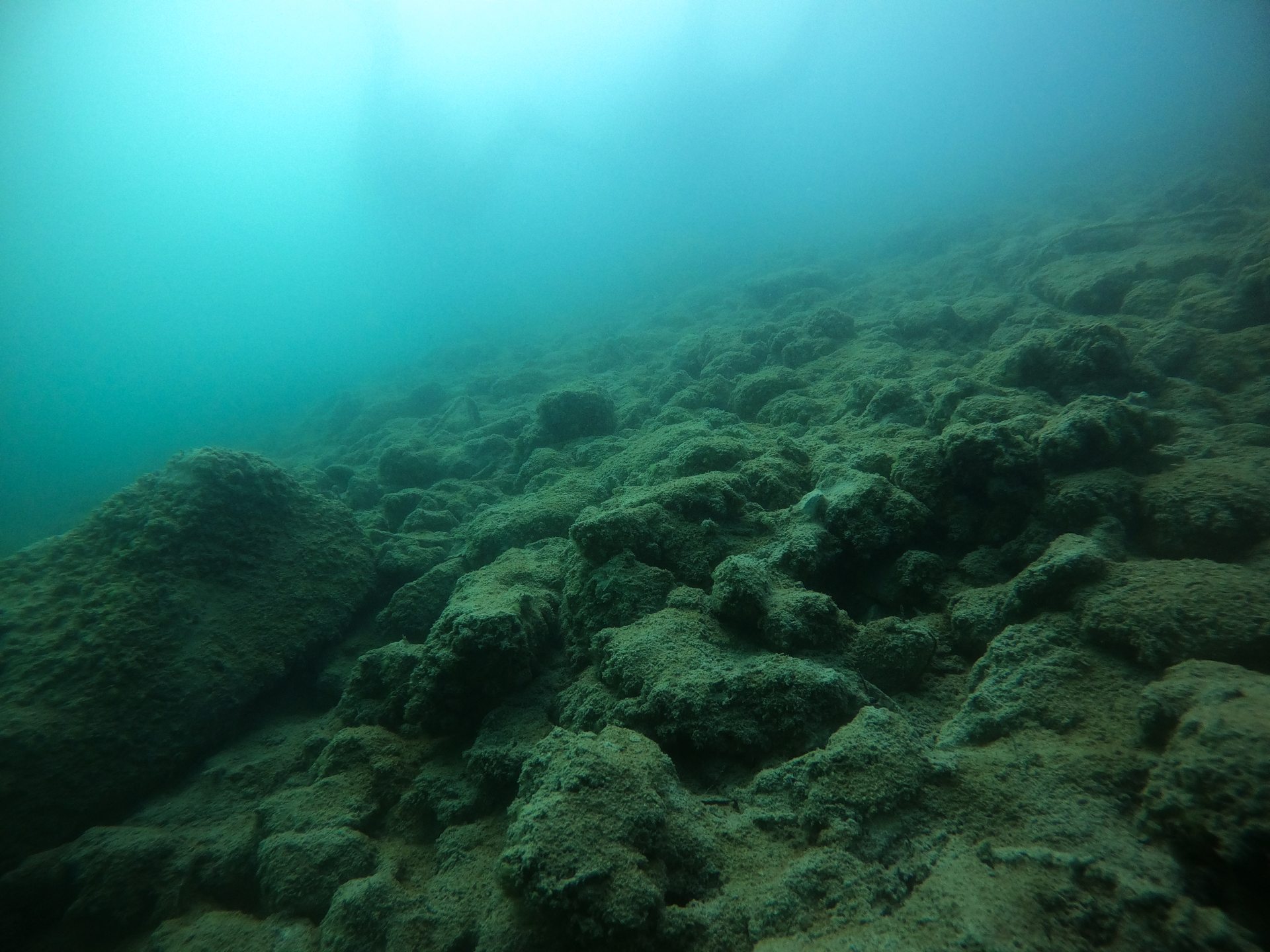 Urisee photo 4