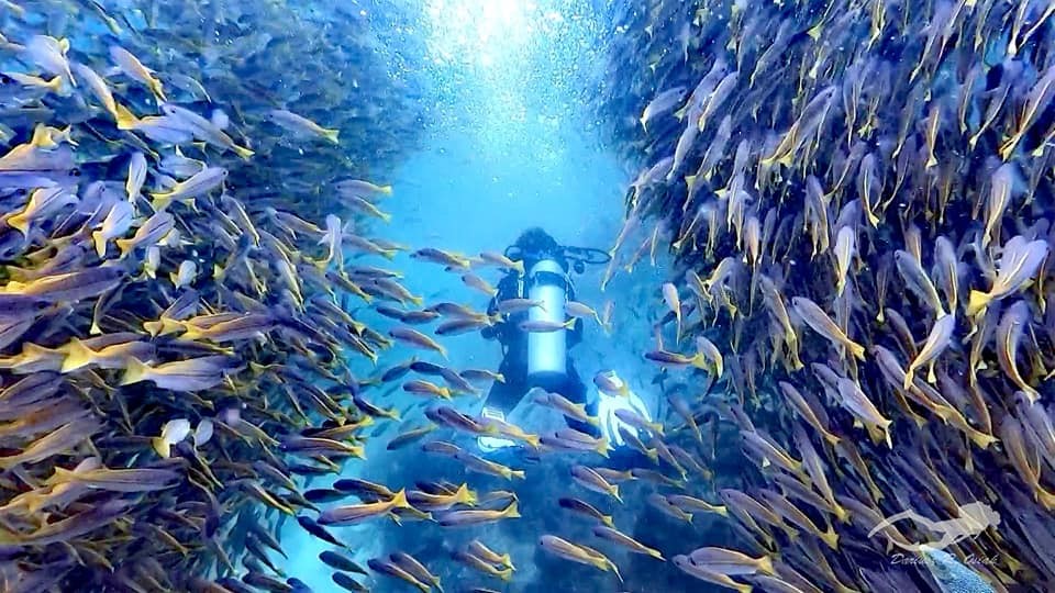 Phi Phi Islands photo 4