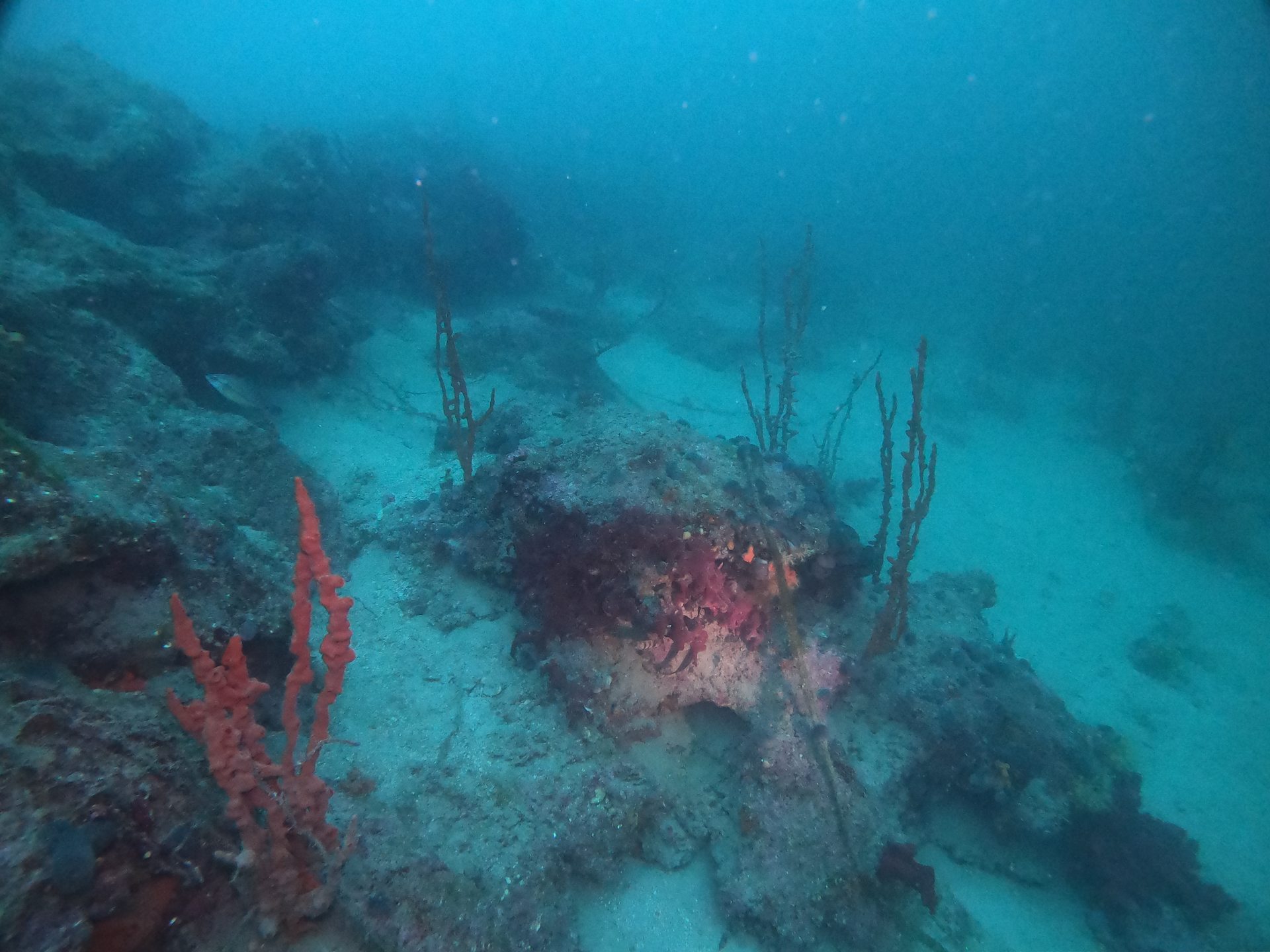 Hronia's Reef photo 2
