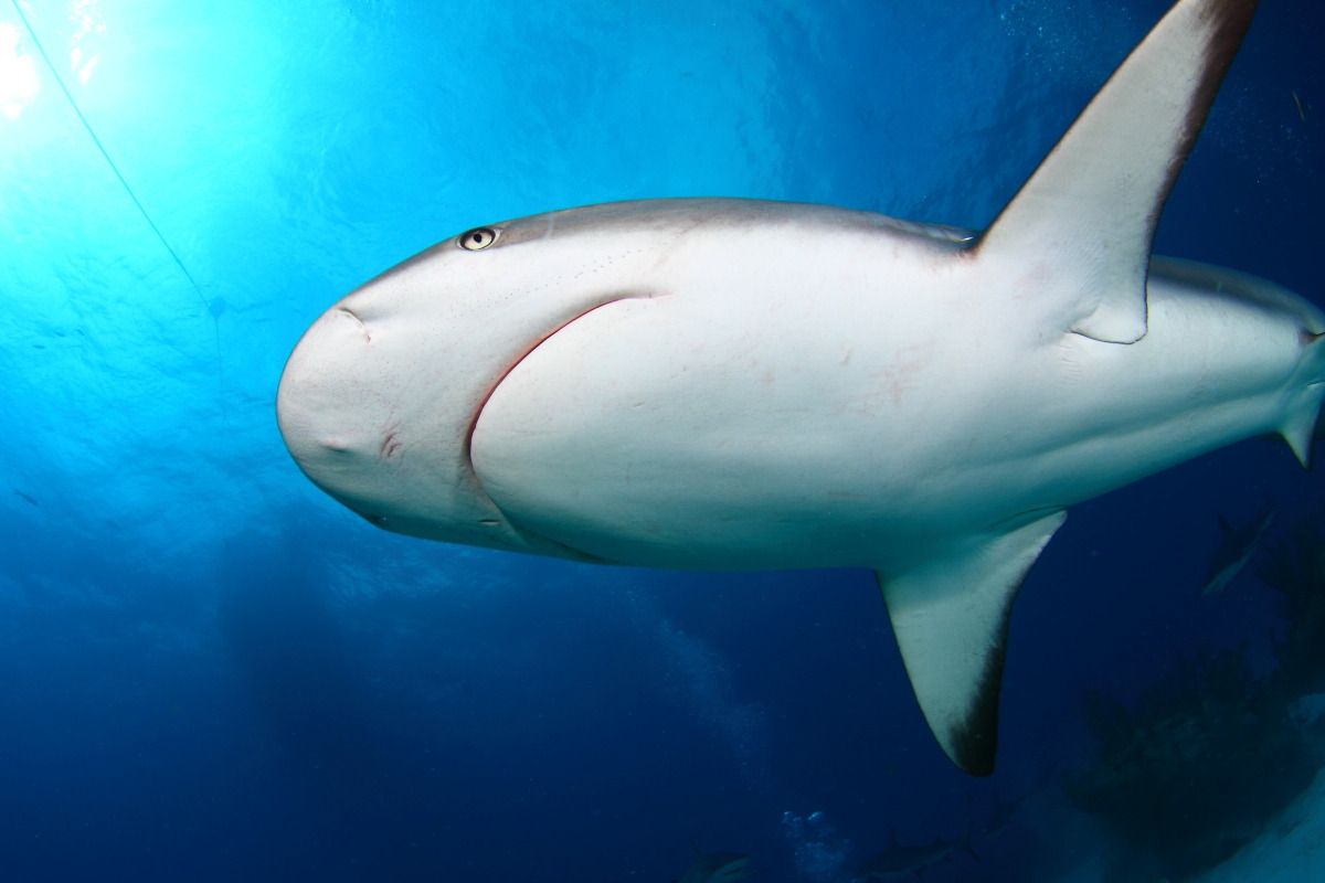 Shark Junction photo 4