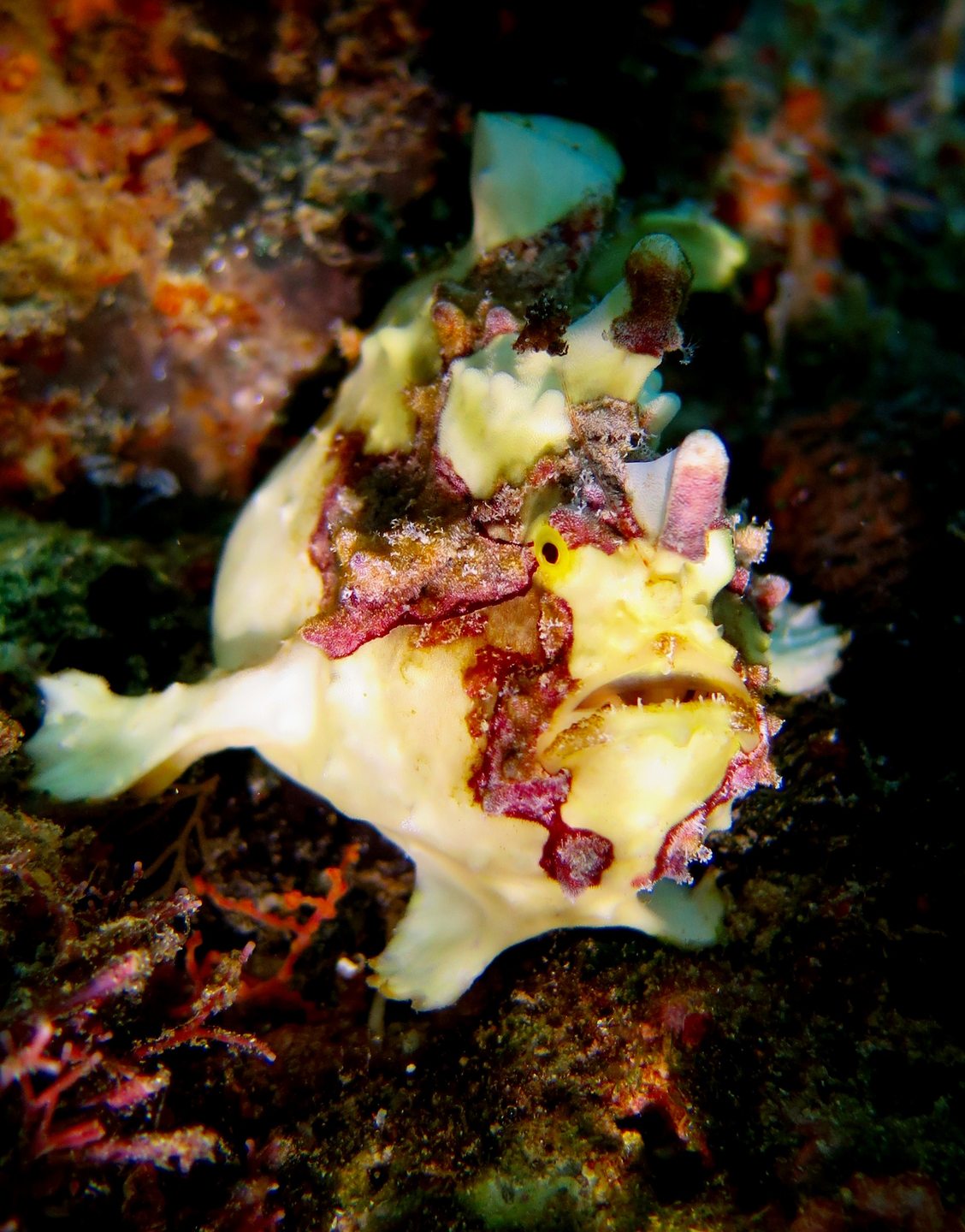 Sebayur Kecil photo 2