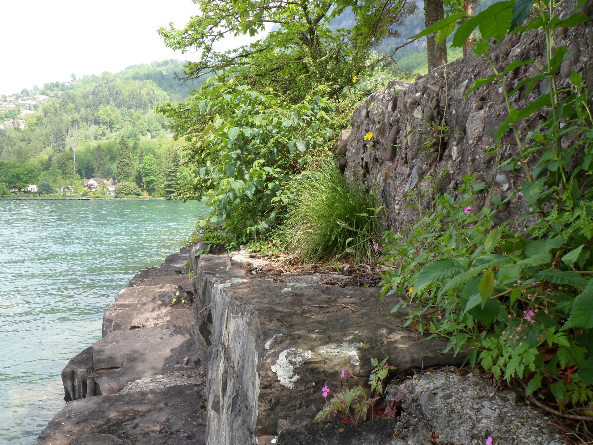 Elefäntli Weggis photo 4