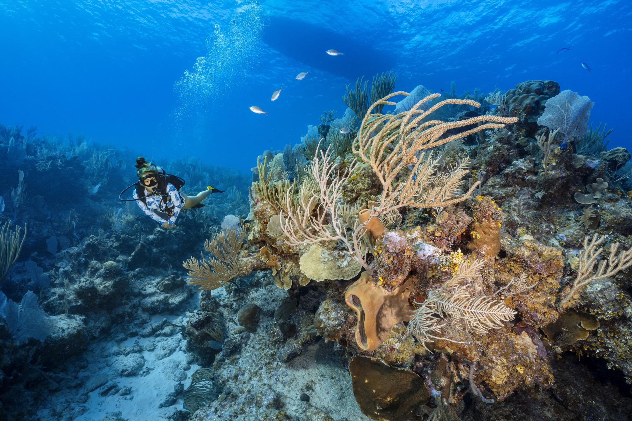 Roger's Reef