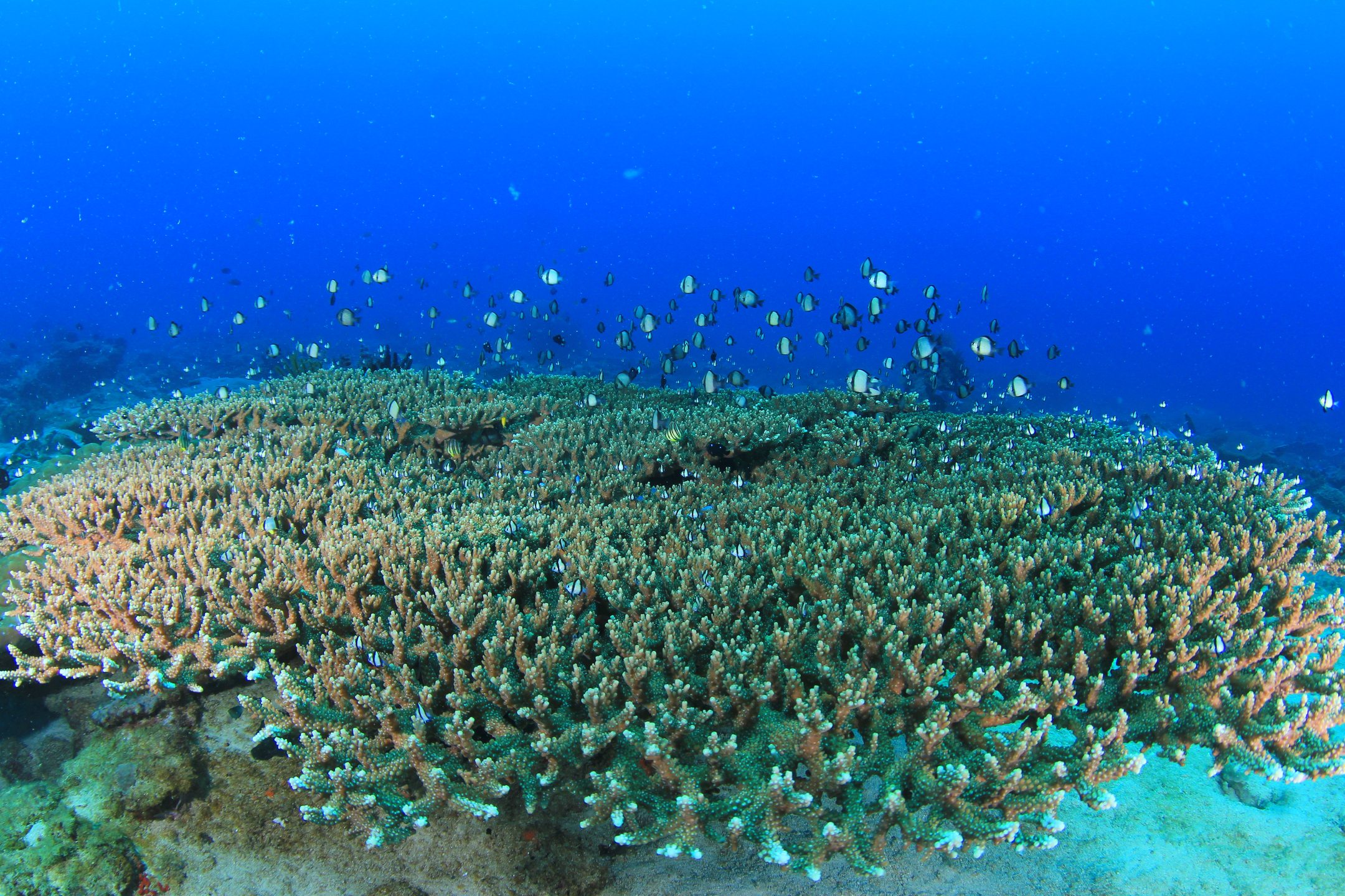 Leopard Reef photo 3