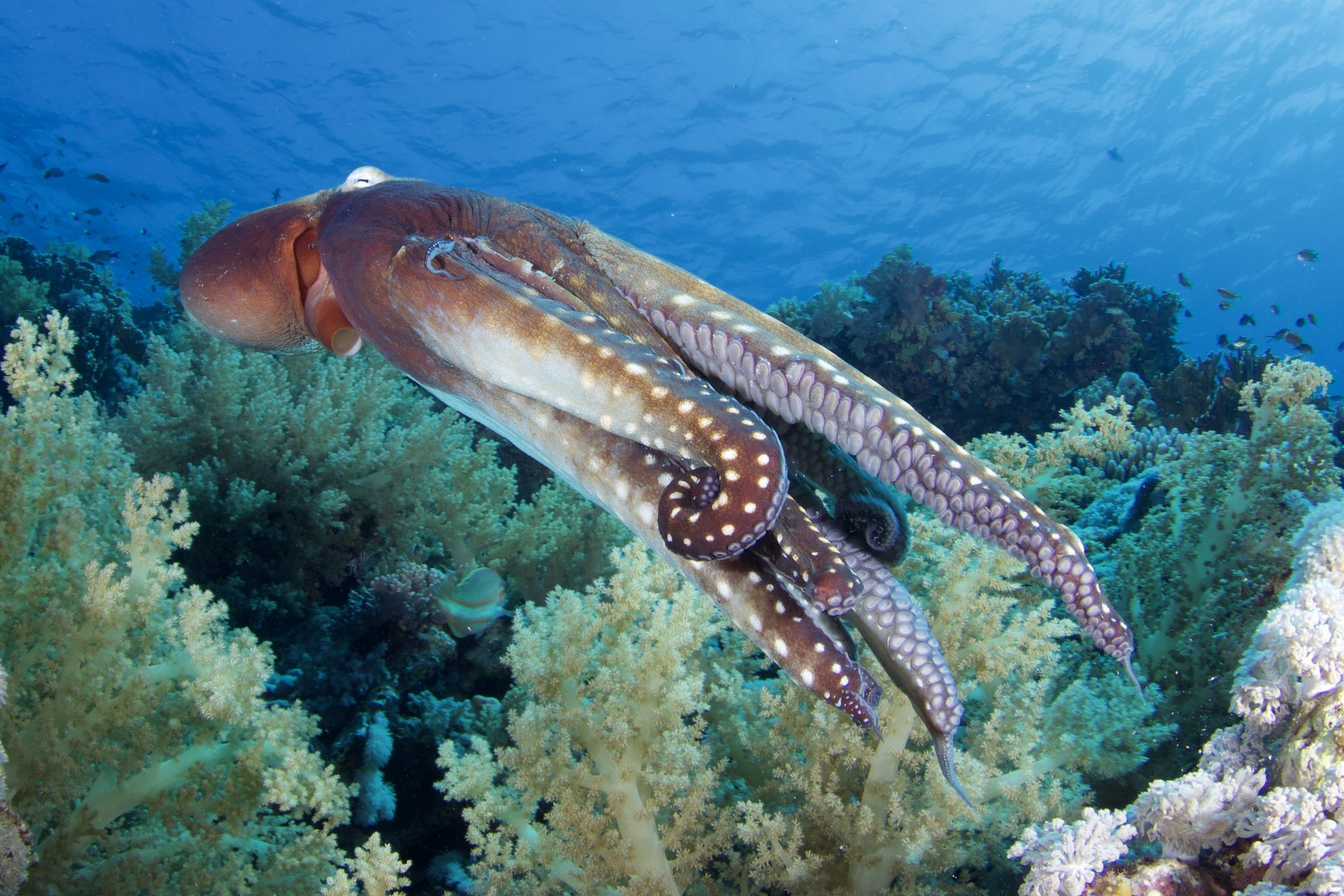 Gordon Reef - Straits of Tiran photo 4