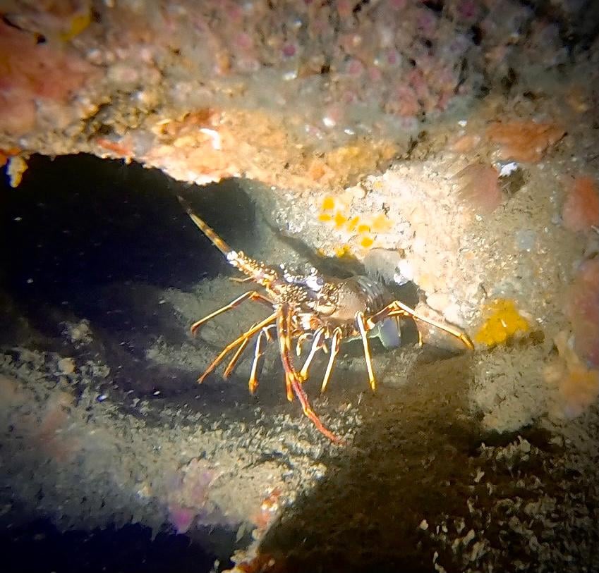 Ancoras photo 3