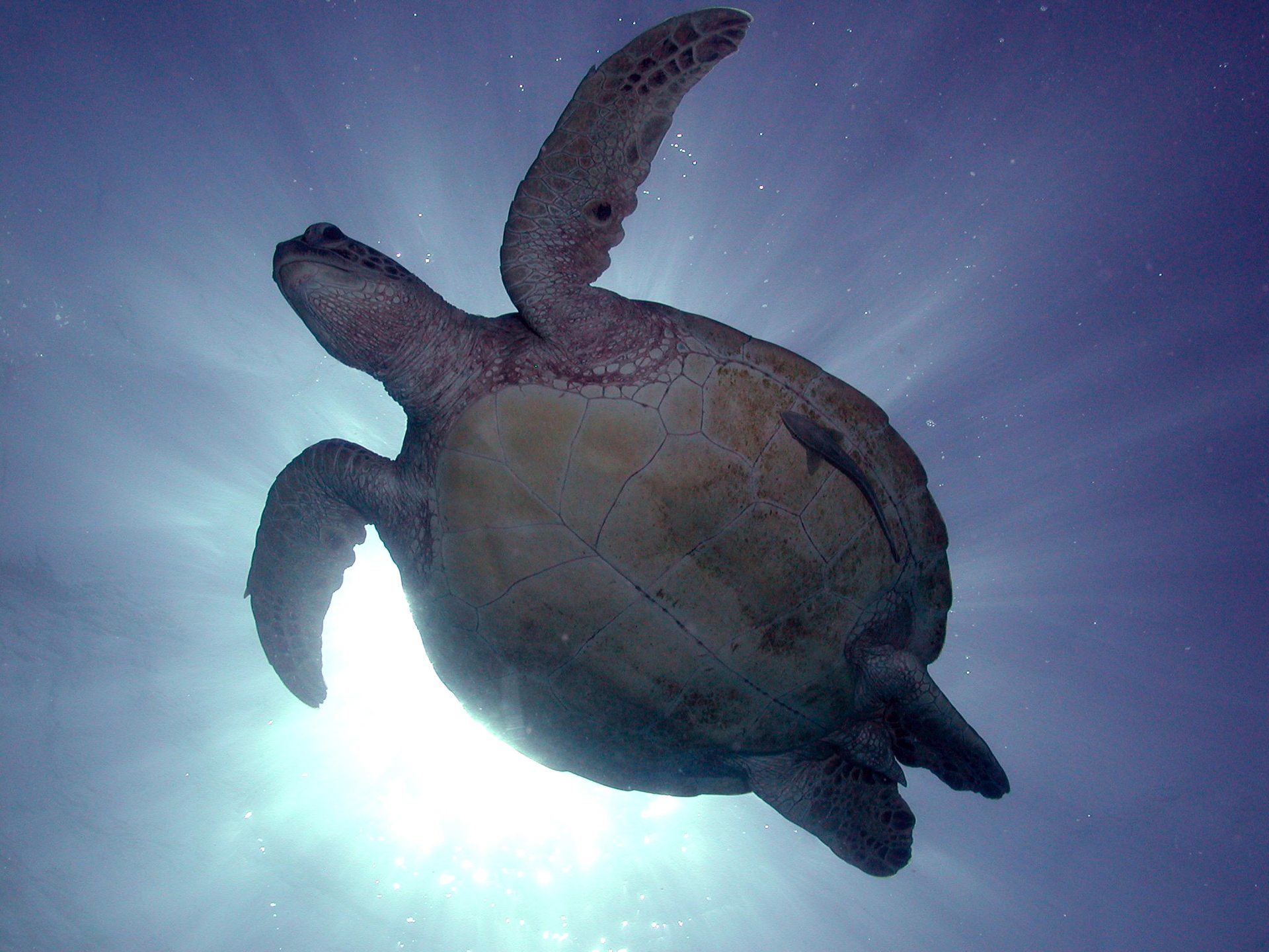 Flynn Reef photo 5