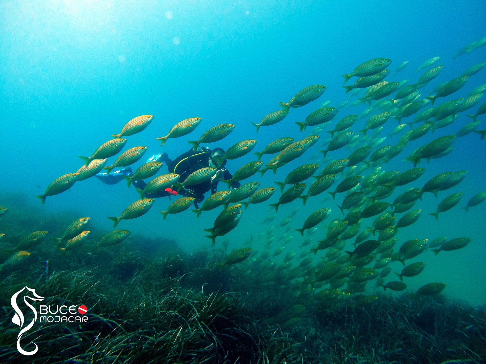 Acuario I