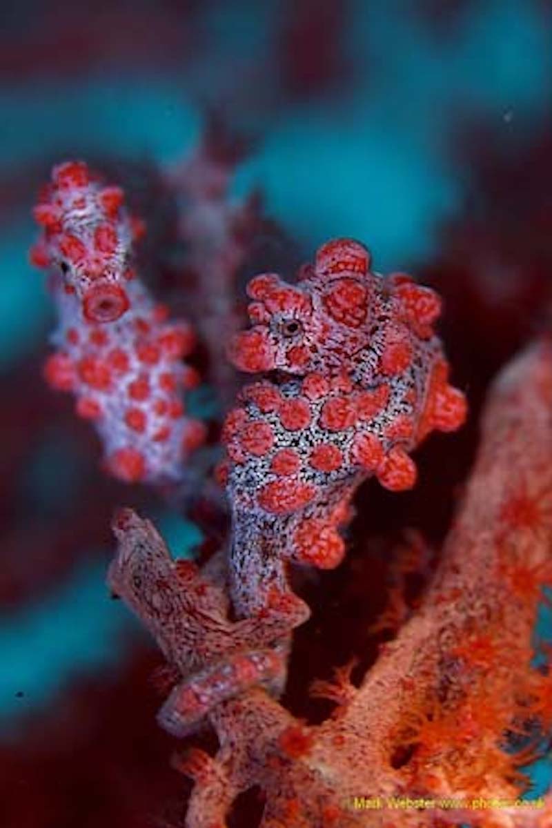 Nudi Retreat