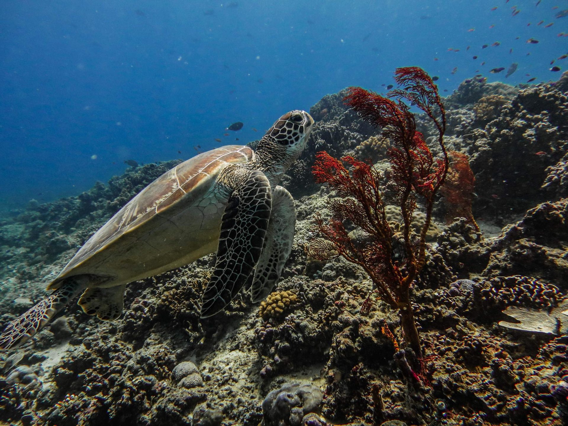Sunset Reef