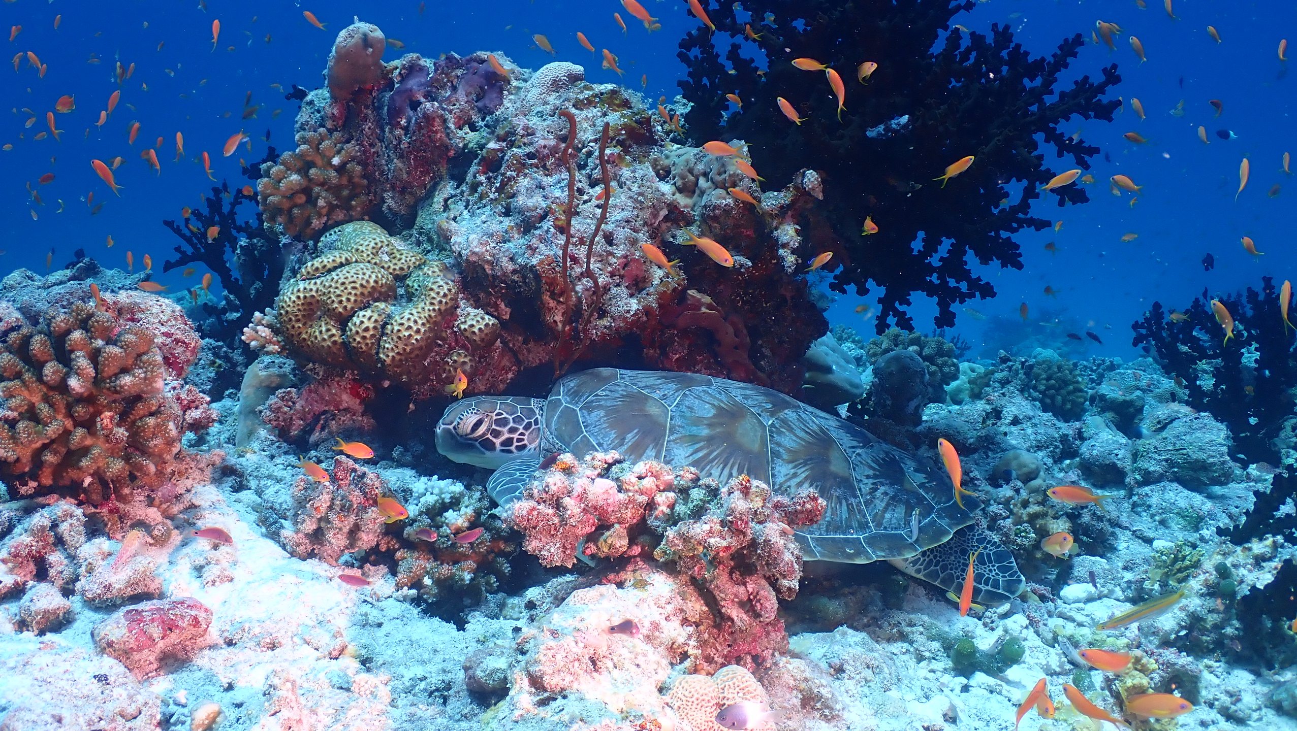 Rasdhoo Channel photo 2