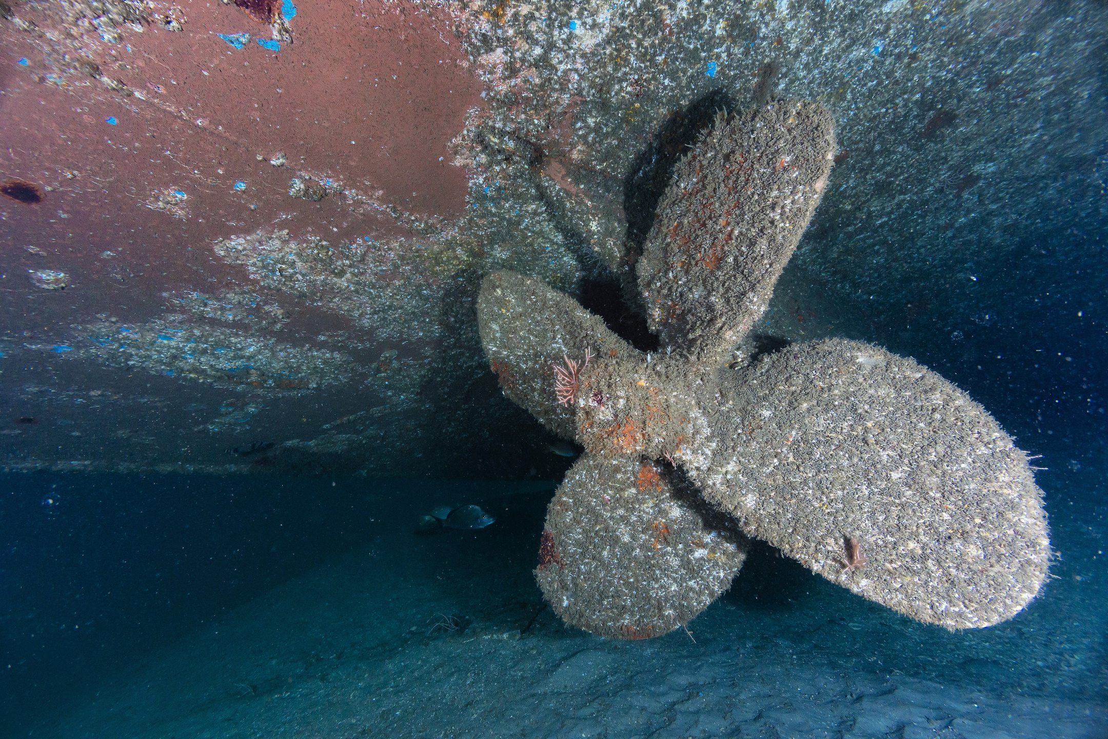 Princesa Vallarta Shipwreck photo 6