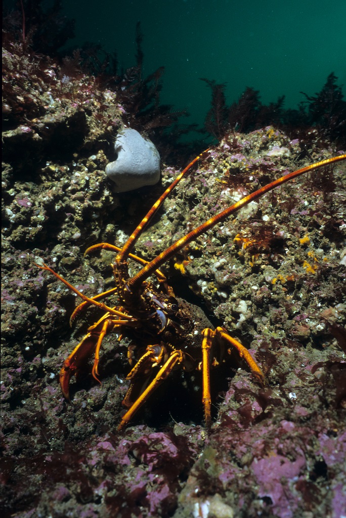 THE OUTER REEF: 24-35mts. photo 3