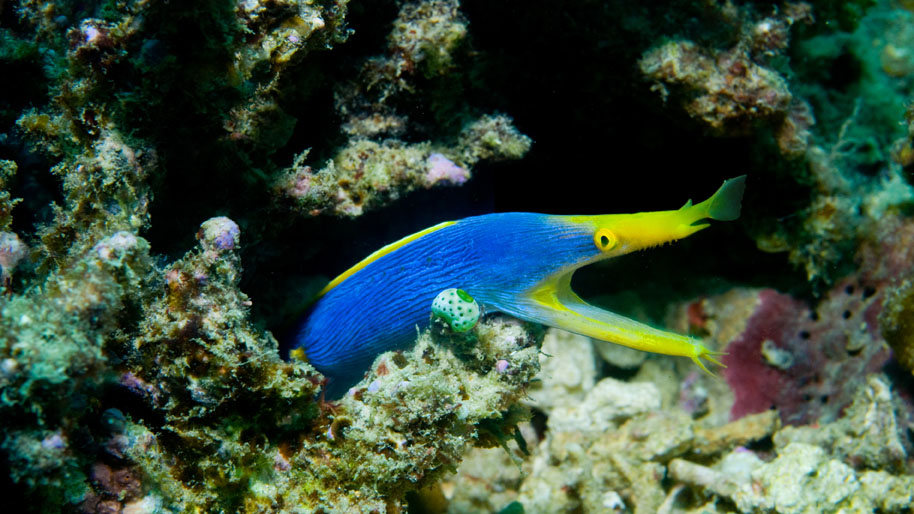 Kevin's Reef photo 3
