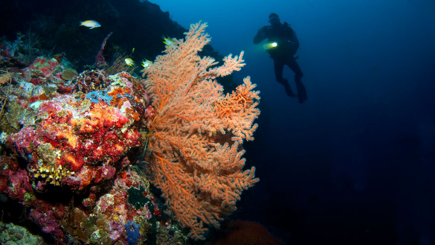 Toscana Reef photo 2