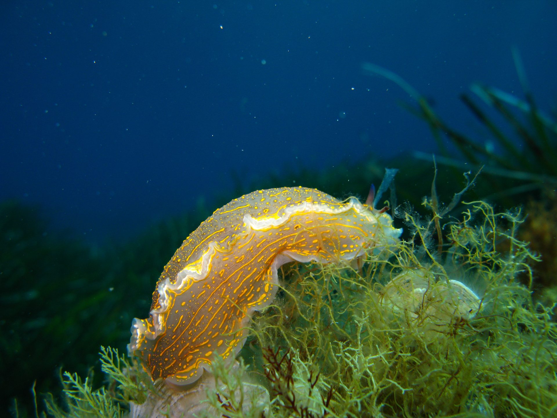 Punta Galera & Grotta dei Gamberi photo 4