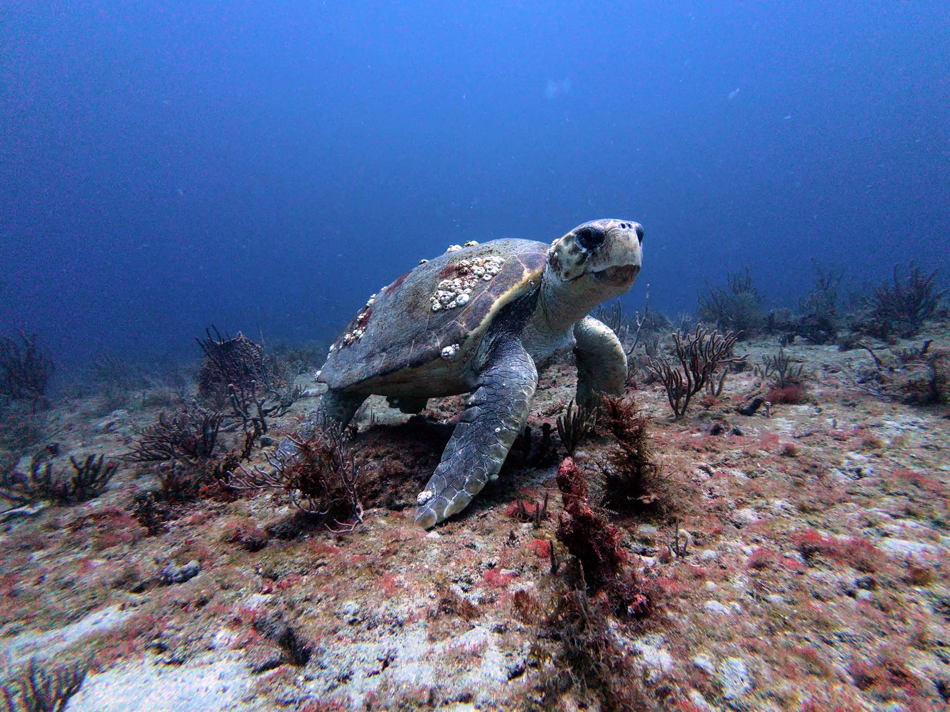West Palm Beach Atlantic Ocean Diving photo 4