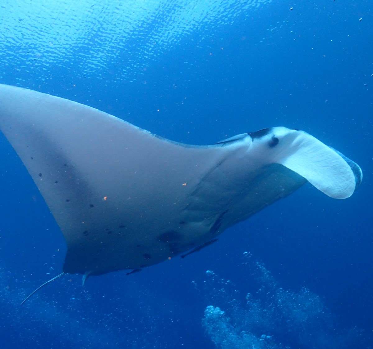 Manta ridge photo 2