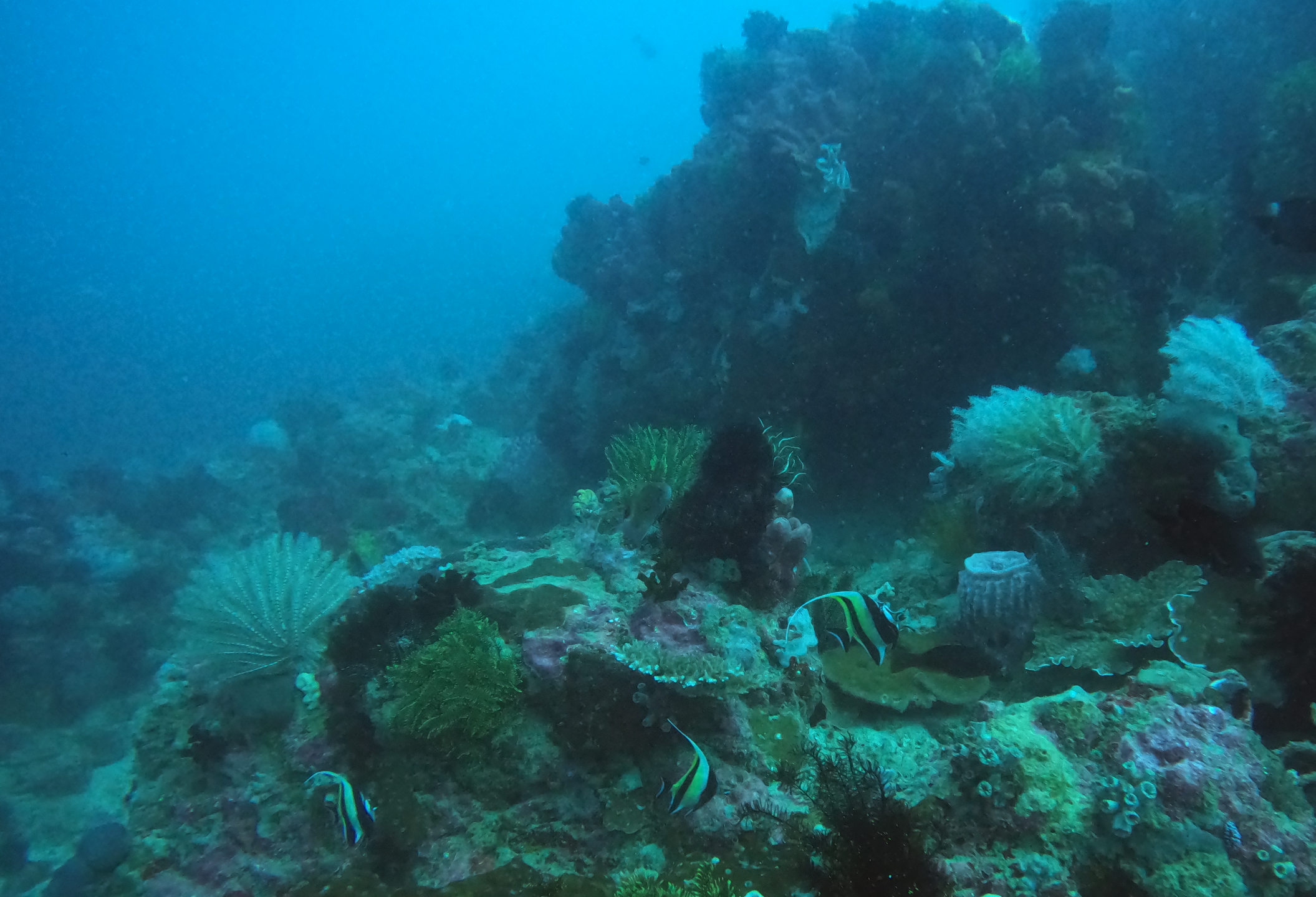 Fantasea Reef