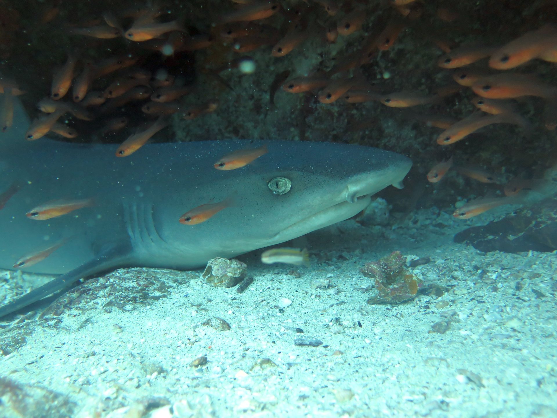 North Seymour Island photo 2