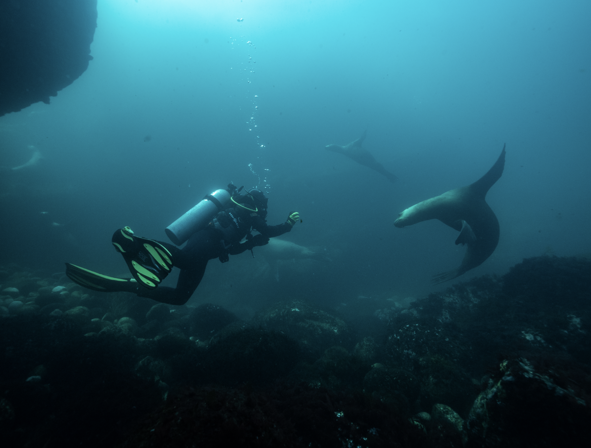 La lobera de Huiro photo 3