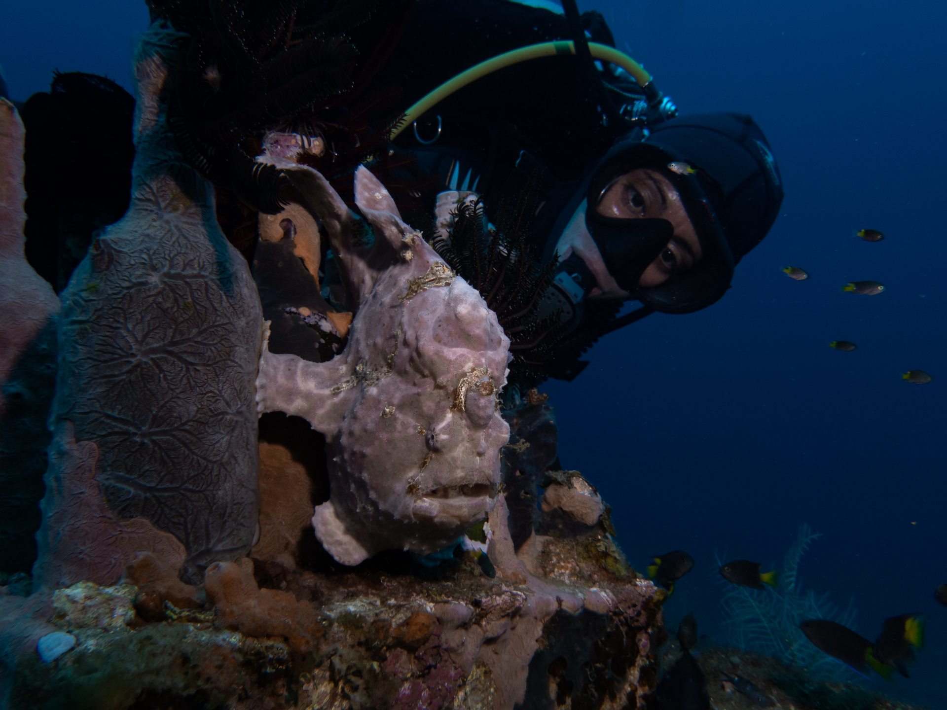 Pura Vida House Reef